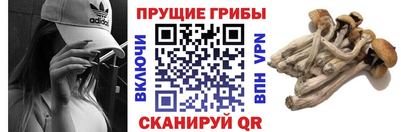 Купить где  Можга  Псилоцибиновые грибы Magic Shrooms 